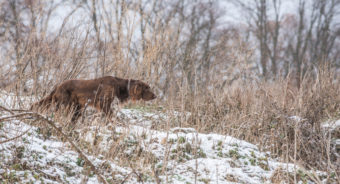 Vánoční Sokolnické Lovy Konopiště 15.12. 2018 (98)